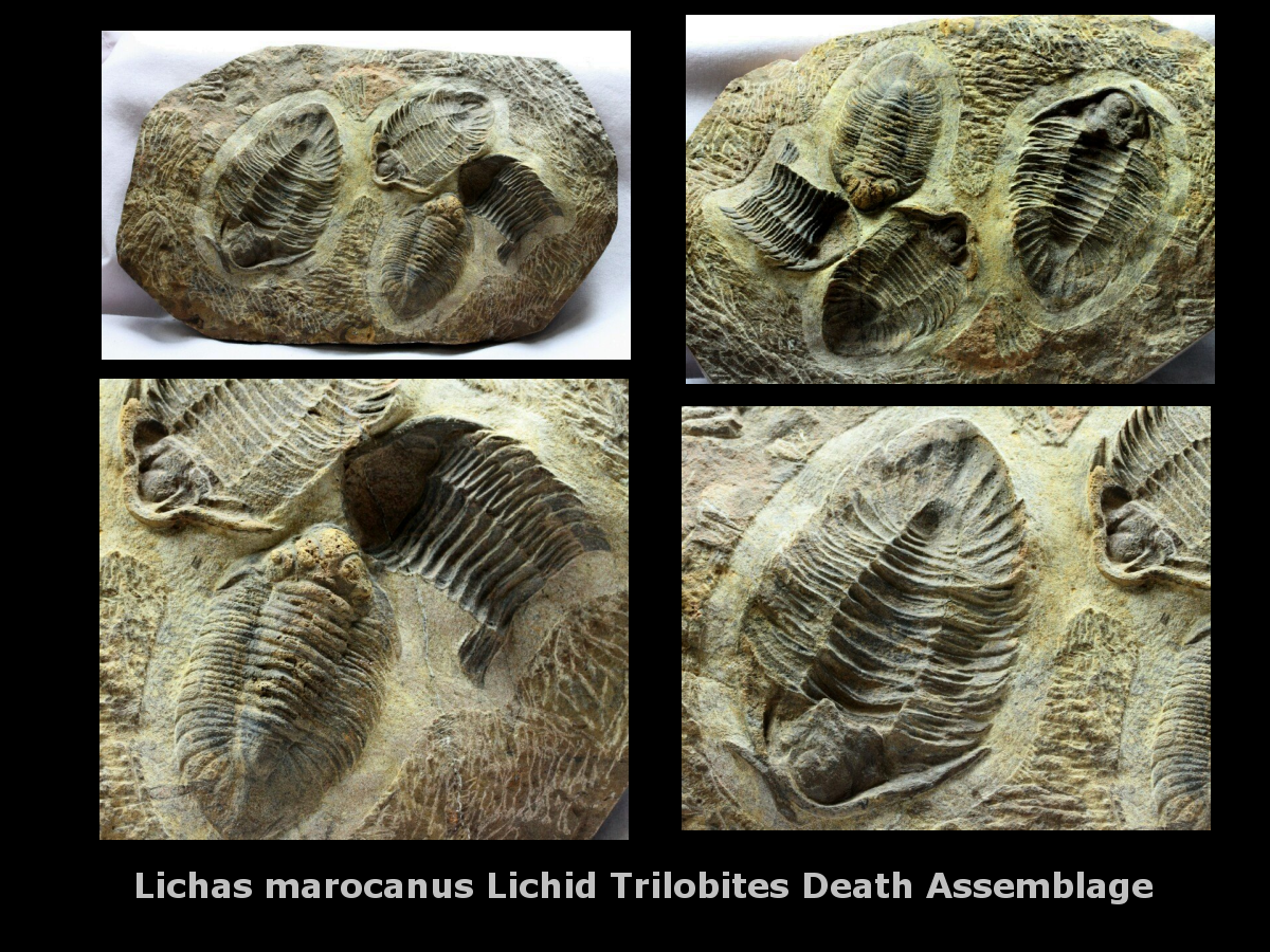 Lichas marocanus Death Assemblage