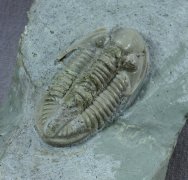 Paladin transilis Proetid Trilobite