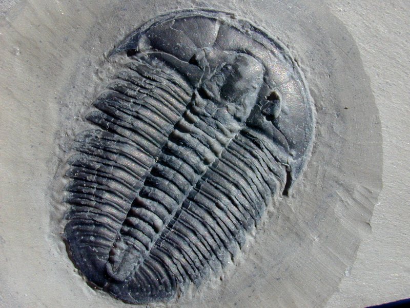 Elrathia Marjumi Trilobite