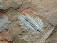 Megapalaeolenus Guanshan Trilobite