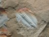 Megapaleolenus Trilobite