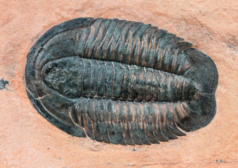 Coosella kieri Trilobite from Cambrian Utah