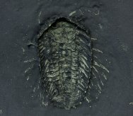 Cornuproetus Trilobite with Pyritized Soft Tissue
