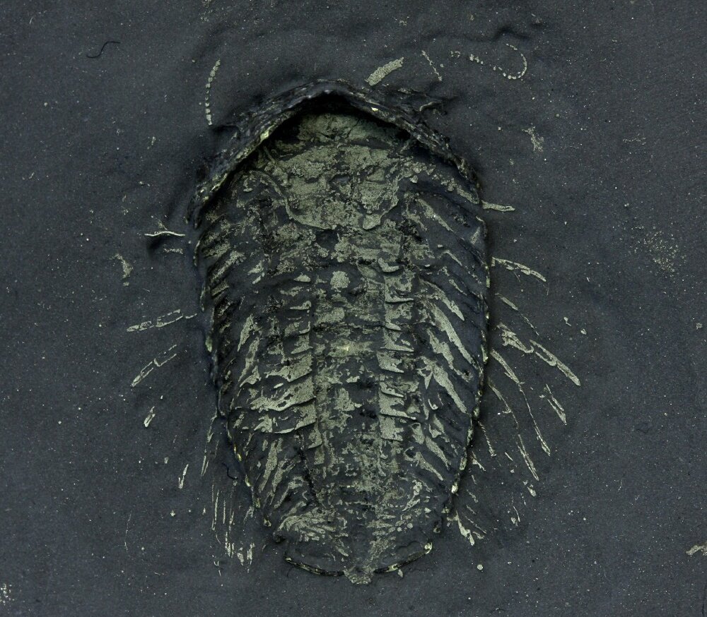 Cornuproetus beecheri Pyritized Trilobite