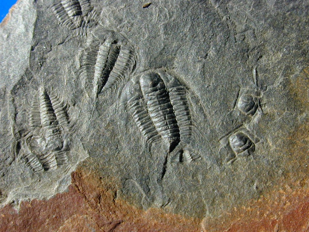 Olenid and Parabolina Trilobites Pair from Newfoundland
