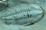 Termierella Cambrian Moroccan Trilobite 