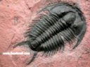 Tricrepicephalus coria Trilobite
