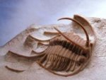 Boedaspis ensifer Trilobite