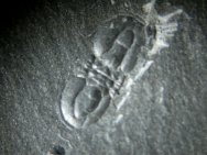 Ptychagnostus praecurrens Burgess Shale Trilobite