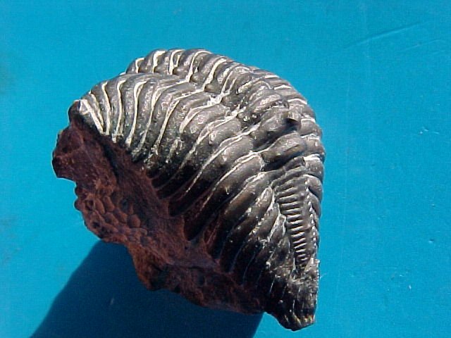 Wenlock Trilobite Encrinurus tuberculatus