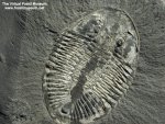 Pseudogygites latimarginatus Trilobites