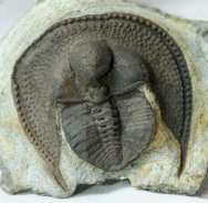 Declivolithus Trilobite