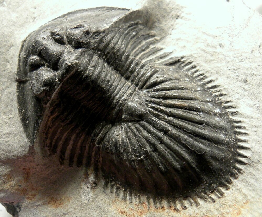 Thysanopeltis Moroccan Trilobite