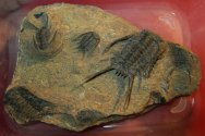 Rare Chlustinia keyserlingi Odontopleurid Trilobites Death Assemblage