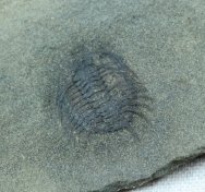 Meadowtownella trentonensis Trilobite from Canada