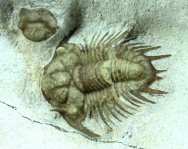 Acanthopyge consanguinea Oklahoma Trilobite