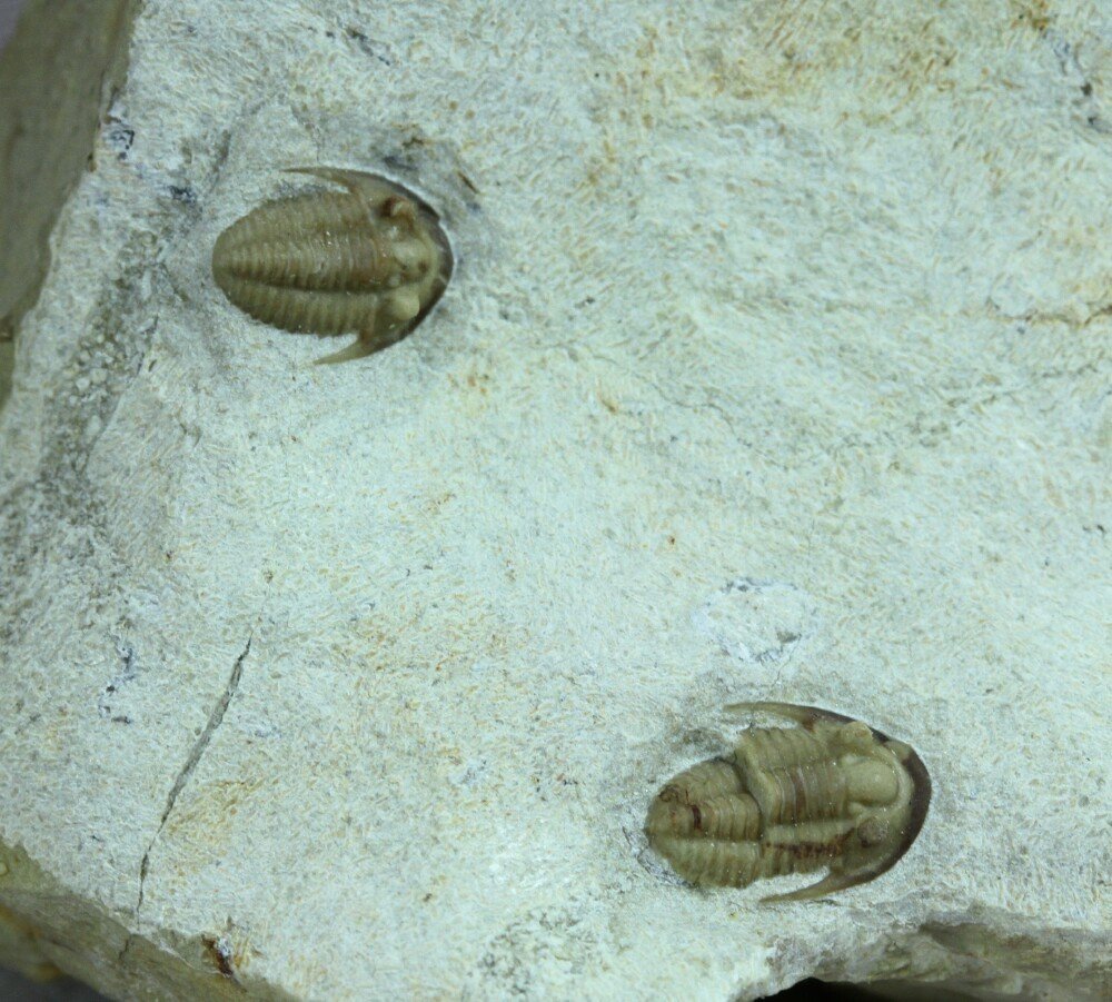 Diminutive Maurotarion axitiosum Oklahoma Trilobites Haragan Formation
