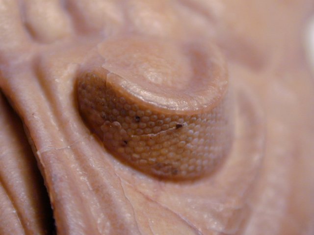 Huntoniatonia trilobite eye