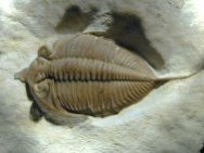 Huntoniatonia lingulcifer Oklahoma Trilobite 