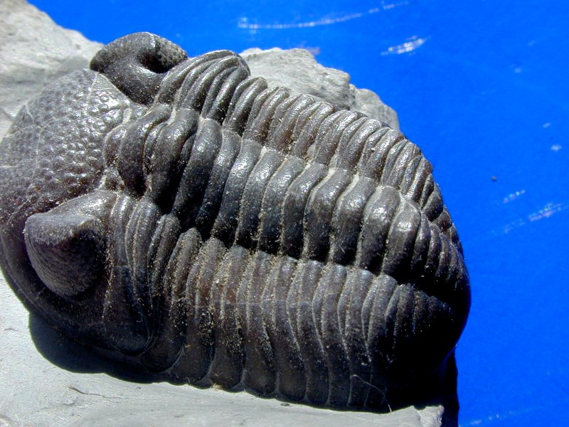 Phacops rana milleri Trilobite