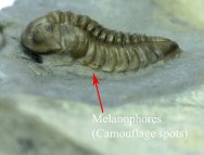 Melanophores Trilobite Coloration Preserved