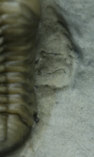 Trilobite Legs