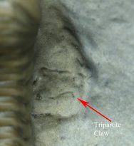 Trilobite segmented legs