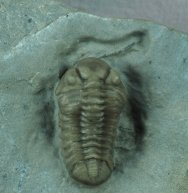 Acernaspis Trilobite with Preserved Soft Tissue