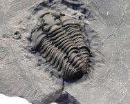 Calymene conradi Trilobite