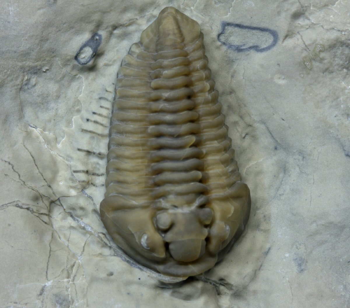 Calymene gamechei Trilobite Legs and Antennae