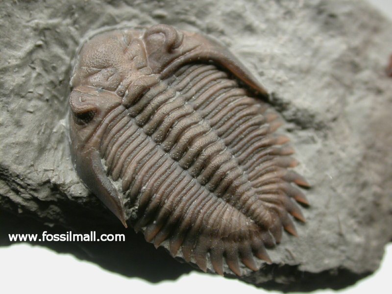 Greenops Devonian Trilobite