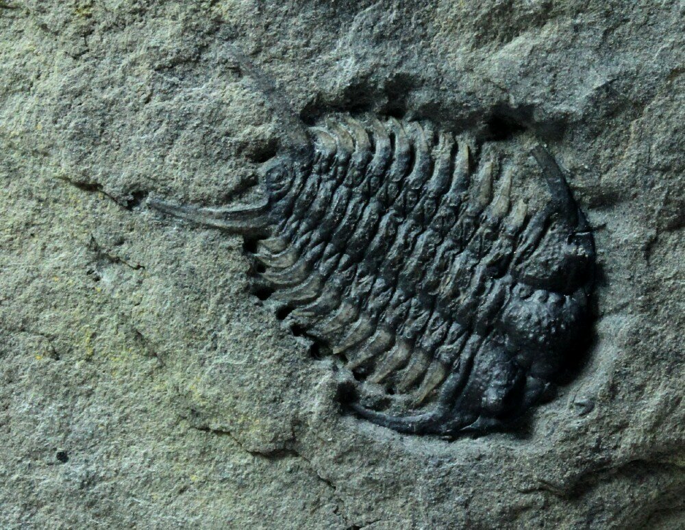 Ceraurus pleuraxanthemus Trilobite