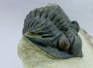 Pseudocryphaeus Trilobite