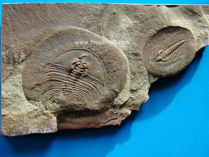 Redlichiid Olenellid Trilobites Association from Nevada