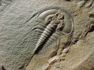 Nevada Cambrian Trilobite Olenellus gilberti