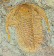 Acadoparadoxides levisettii Cambrian Trilobite