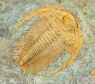 Acadoparadoxides levisettii Cambrian Moroccan Trilobite Named after Riccardo Levi-Setti 