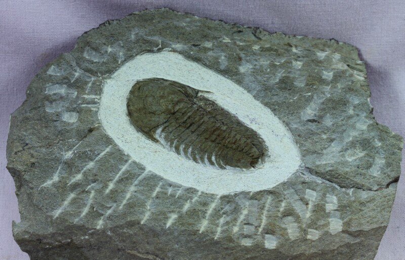 Bondonella typica Trilobite
