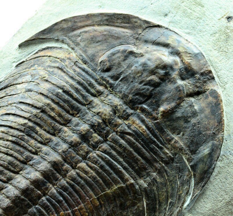 Gigantopygus papillatus Museum Trilobite
