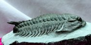 Longianda Issafen Trilobite