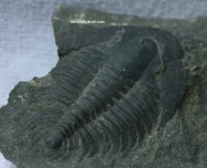 Malungia Trilobite