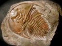 Mesonacis fremonti Redlichiid Trilobite