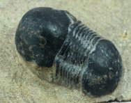 Ectillaenus Trilobite