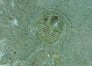Nankinolithus Trilobite