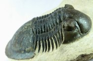 Paralejurus aff behemicus Trilobite