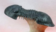 Paralejurus hamlagdadicus