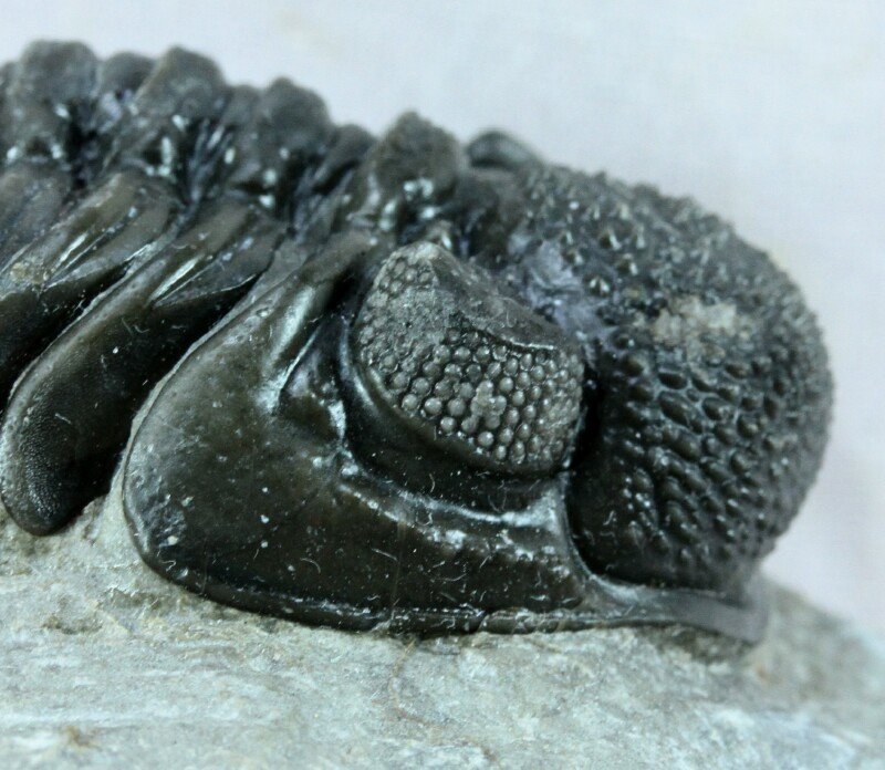 Pedinopariops Trilobite