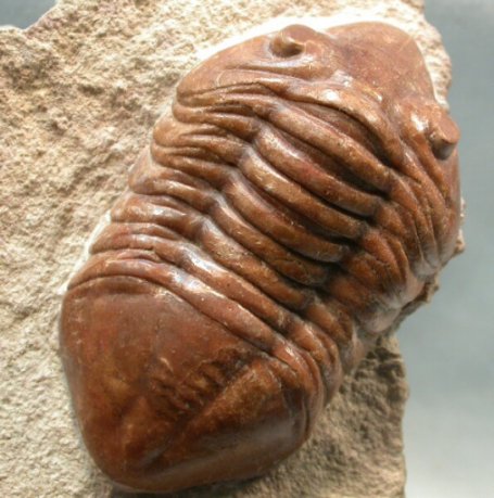 Asaphus dephinus Trilobite