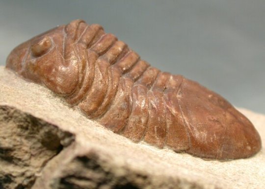 Asaphus dephinus Russian Trilobite 