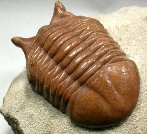 Asaphus holmi Phacopida Trilobite